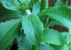 Die Pflanze Stevia rebaudiana zur Verwendung als Süßstoff-Zusatz hebam3000 / Foter / CC BY-NC