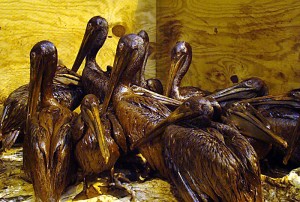 Ölverschmierte Pelikane. By International Bird Rescue Research Center [CC BY 2.0], via Wikimedia Commons