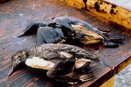 24. März 1989: »Exxon Valdez« löst Ölpest aus