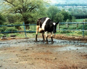 Diese Kuh mit BSE zeigt eine abnormale Haltung und Gewichtsverlust. - Dr. Art Davis [Public domain]